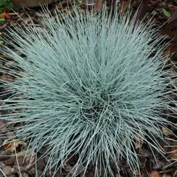 Festuca Shades of Blue (Festuca Blue)