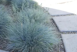 Festuca glauca (Blue Fescue)