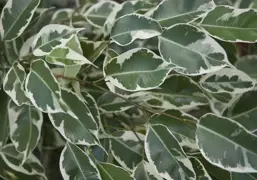 Ficus benjamina variegata