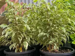 Ficus benjamina variegata
