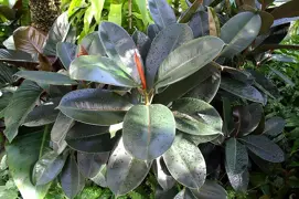 Ficus elastica 'Burgundy'