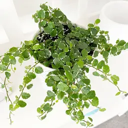 Ficus Ice Caps