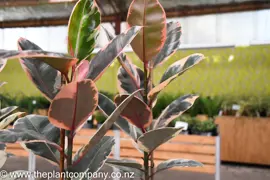 Ficus 'Ruby'