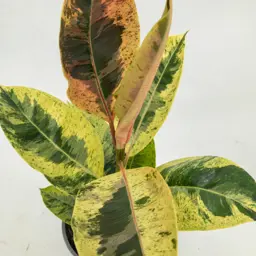 Ficus Shivereana – Rare Variegated Indoor Plant