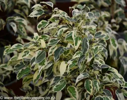 Ficus Starlight