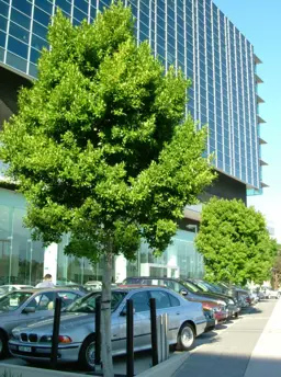 Ficus 'Hillii' (Hills Weeping Fig)