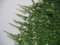 Ficus pumila 'Minima' – Compact Creeping Fig for Walls & Groundcover