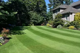 Fine Fescue Lawn Seed