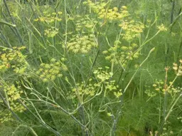 Foeniculum vulgare