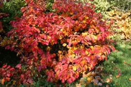 Fothergilla major (Witch-Alder)