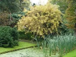 Fraxinus excelsior aurea pendula