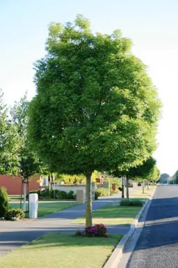 Fraxinus excelsior 'Green Glow' (Ash)