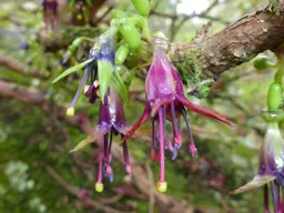 Fuchsia excorticata (Tree Fuchsia)