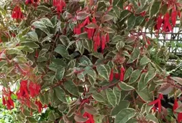 Fuchsia magellanica Tricolor (Fuchsia Tricolor)
