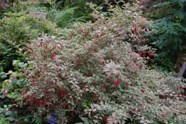 Fuchsia magellanica Tricolor