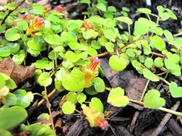 Fuchsia procumbens (Creeping Fuchsia)