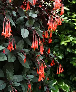 Fuchsia Gartenmeister Bonstedt