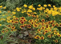 Gaillardia aristata 'Granada'