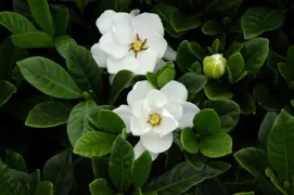 Gardenia Buttons