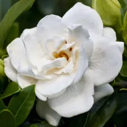 Gardenia Crown Jewel