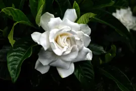 Gardenia Florida
