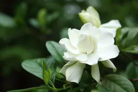 Gardenia Four Seasons