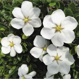 Gardenia 'Fragrant Star'