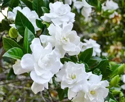 Gardenia Magnifica