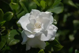 Gardenia Professor Pucci