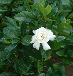 Gardenia Florida