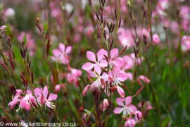 Gaura 'Ballerina Rose'