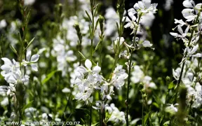 Gaura Emmeline White