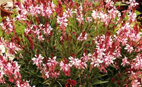 Gaura Lillipop Blush