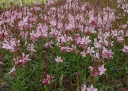 Gaura Siskiyou Pink