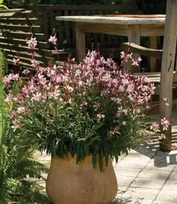 Gaura Steffi Blush Pink