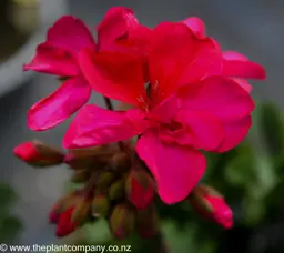 Pelargonium 'Dark Delights Hot Pink'