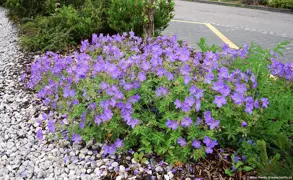 Geranium himalayense (Cranesbill Geranium)