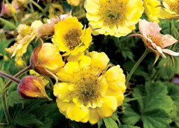 Geum Tempo Yellow