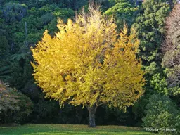 Ginkgo biloba (Maidenhair Tree)