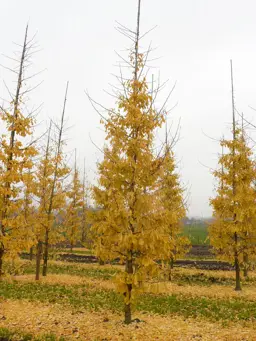 Ginkgo biloba 'Saratoga' (Maidenhair Tree)