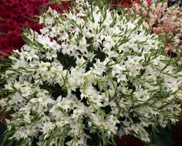 Gladioli 'Alba'