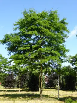Gleditsia triacanthos inermis