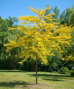 Gleditsia triacanthos 'Sunburst' (Honey Locust)