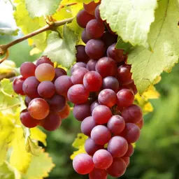 Grape Flame
