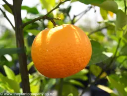 Grapefruit Cutlers Red