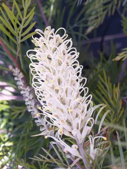 Grevillea 'Moonlight'