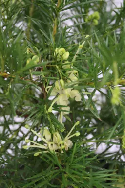 Grevillea Cream and Green (Cream and Green Grevillea)