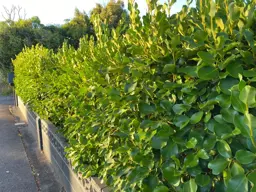 Griselinia 'Broadway Mint' (Kapuka)