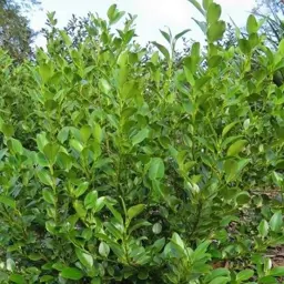 Griselinia Gecko Green