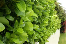 Griselinia lucida (Akapuka)